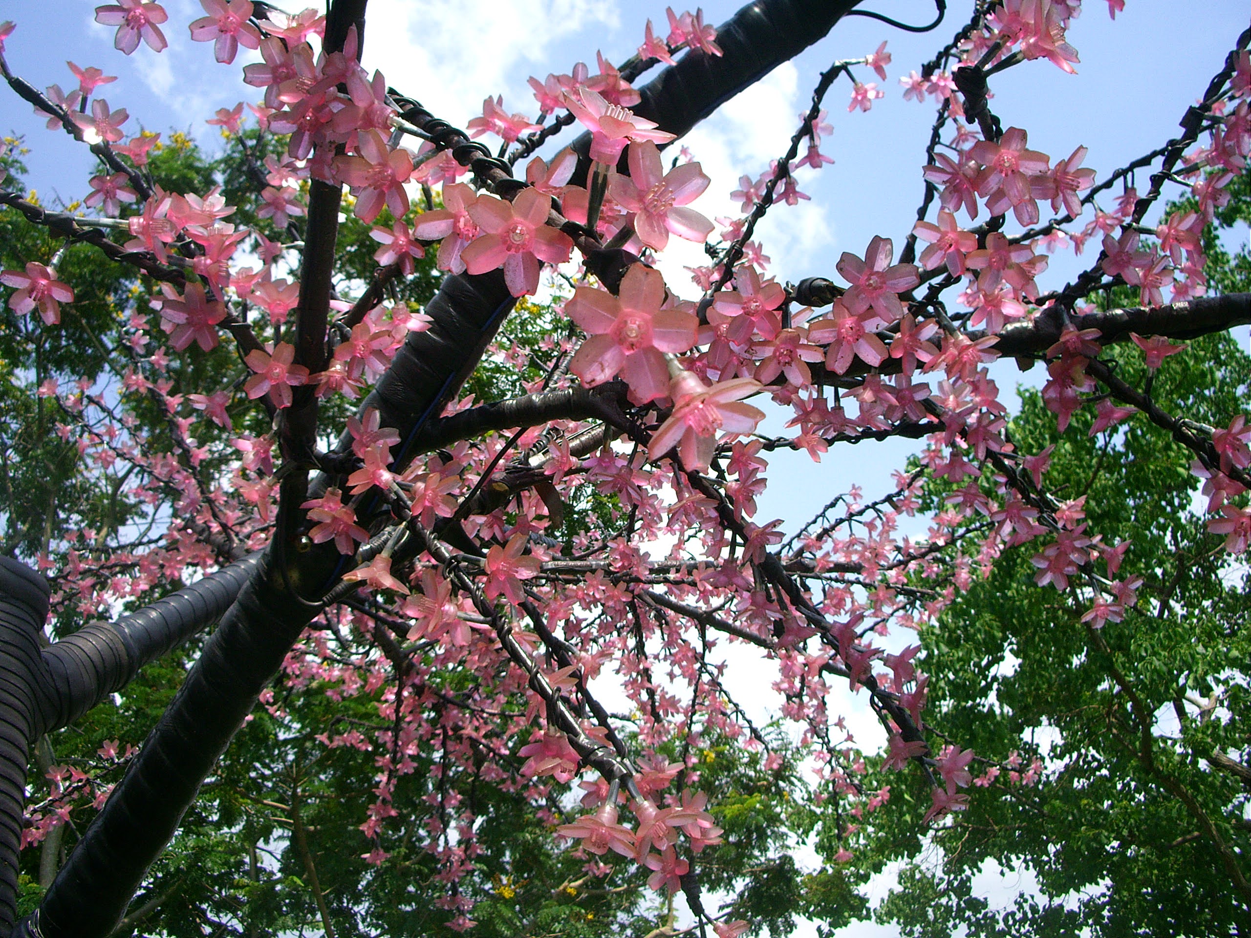 新竹旅遊景點靜心湖櫻花