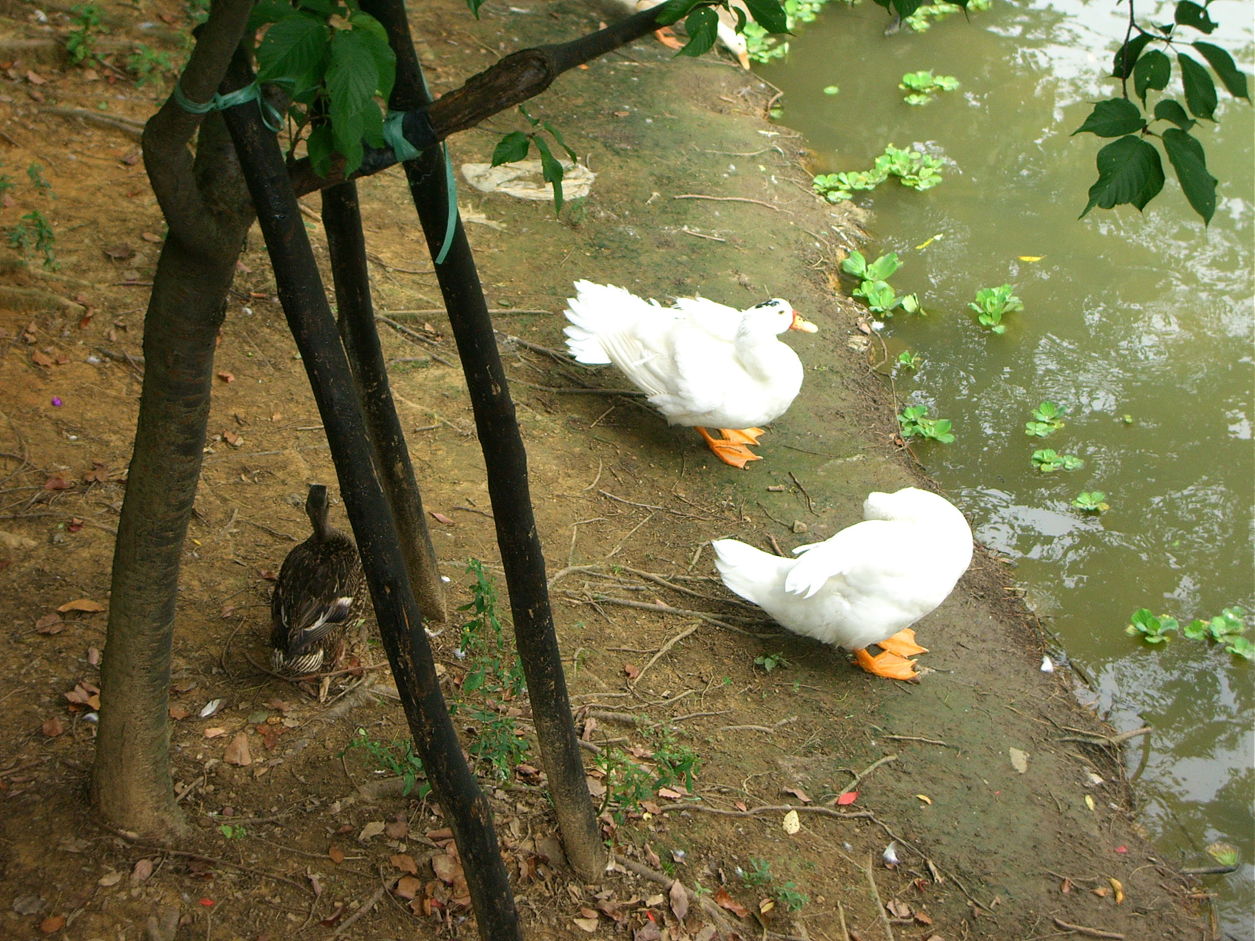 新竹旅遊景點新竹公園的鴨子