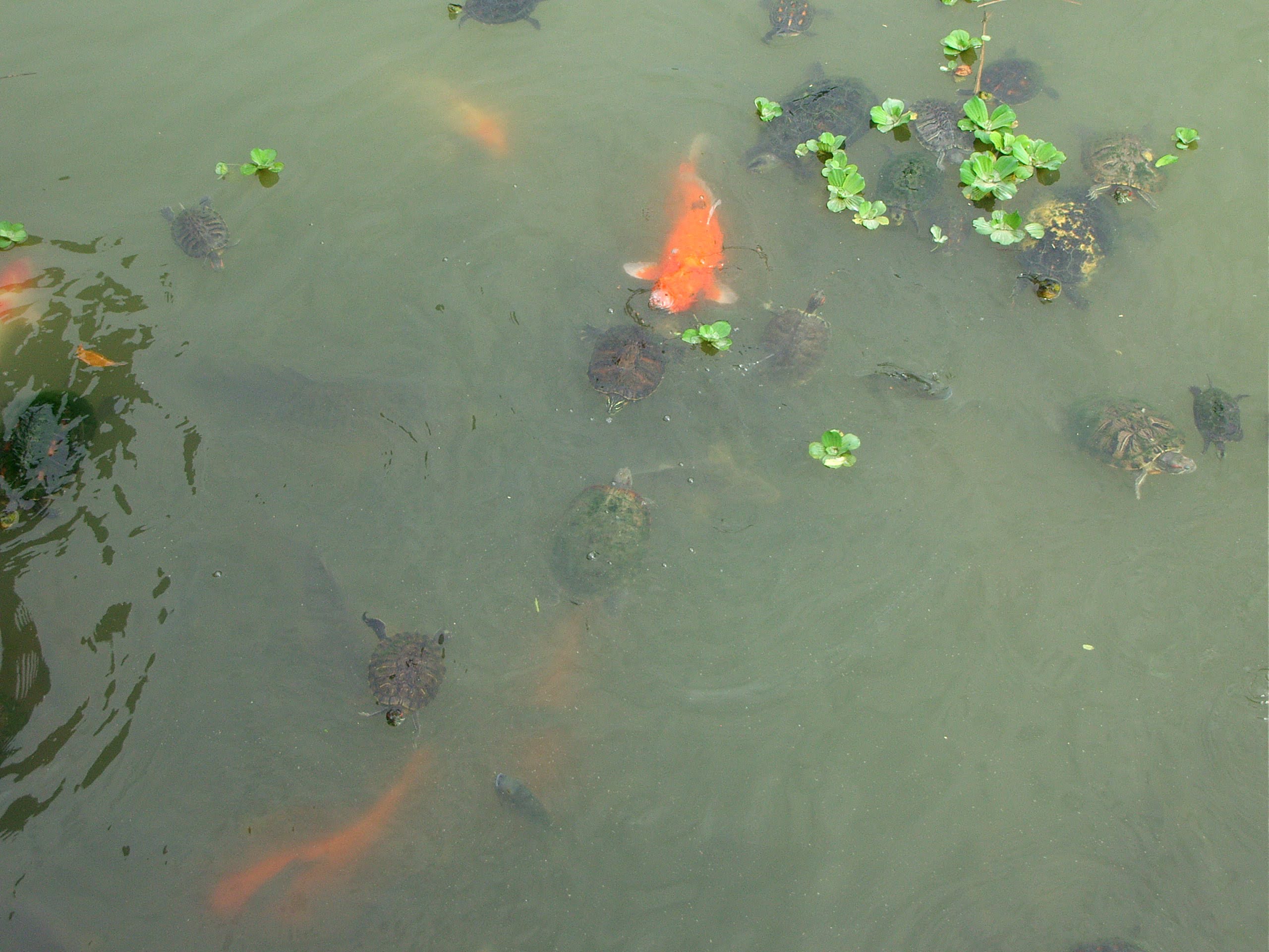 新竹旅遊景點新竹公園的魚和烏龜