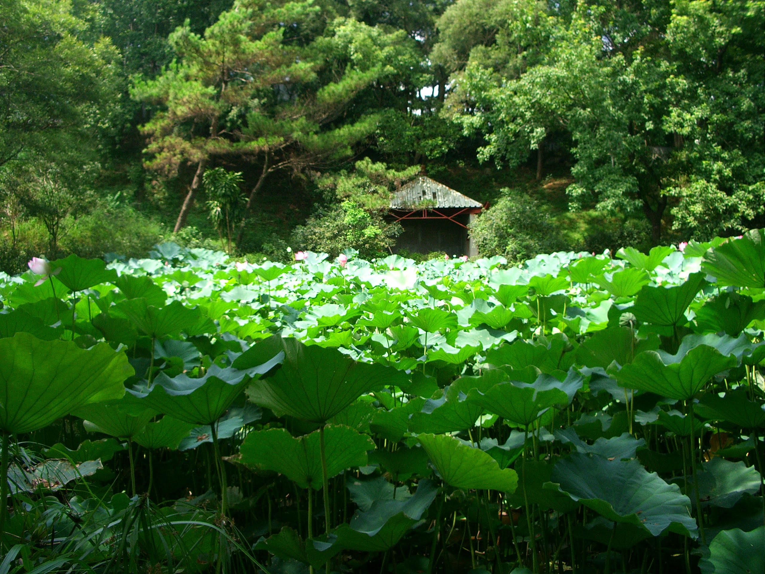 新竹旅遊景點靜心湖蓮花池