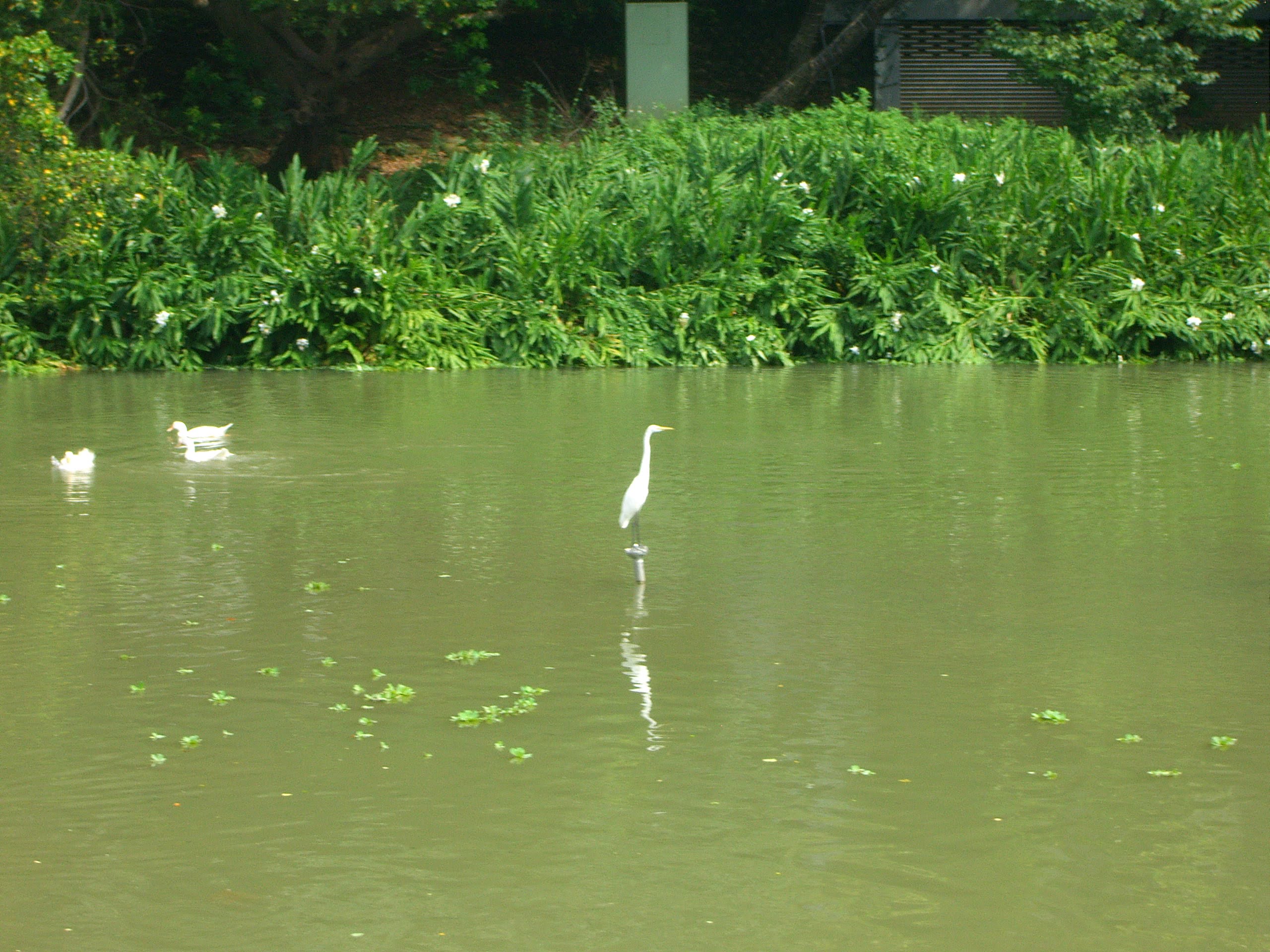新竹旅遊景點新竹公園的鳥類