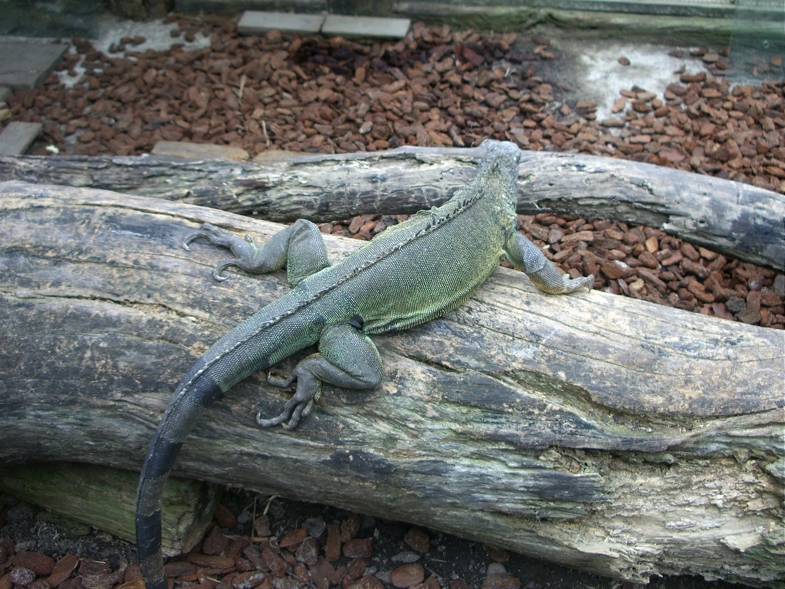 綠鬣蜥