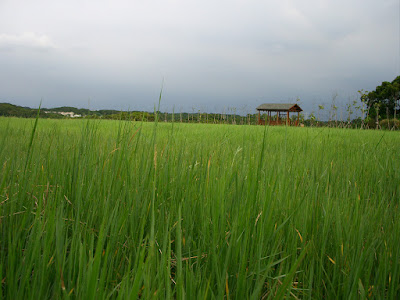 新竹旅遊景點 - 十九公頃青青草原